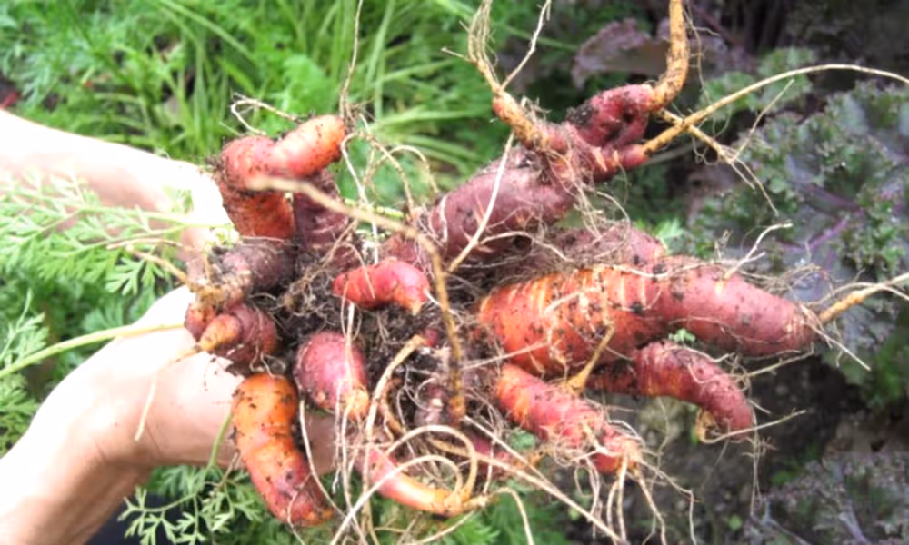 Fresh picked carrots from Chef's Garden