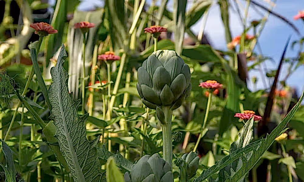 Artichokes growing in Chef's Garden