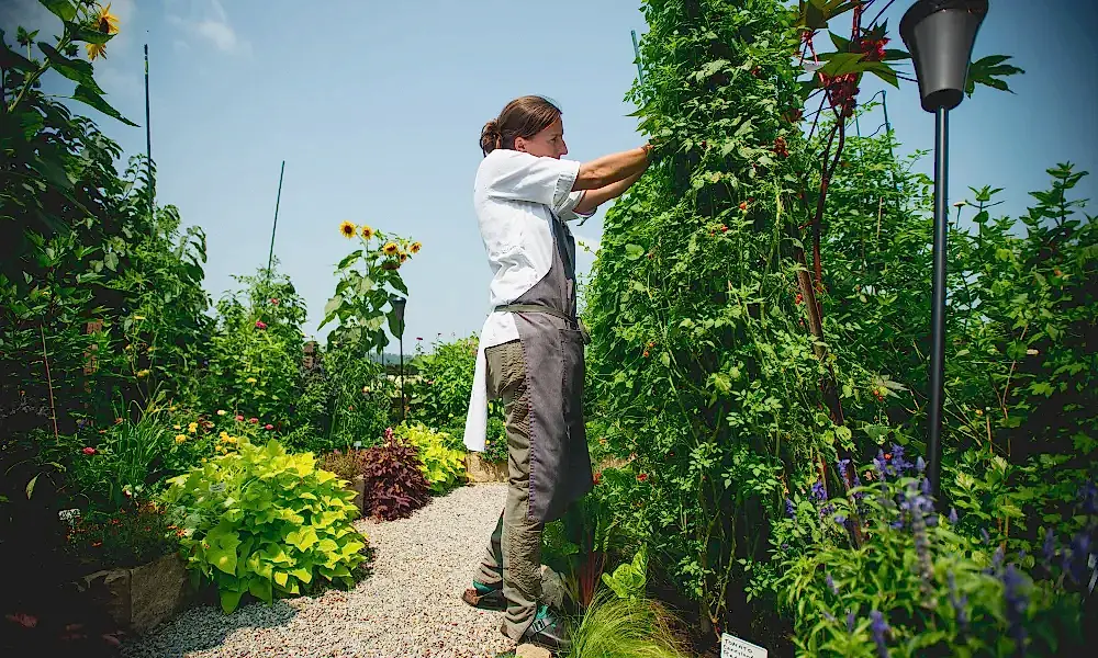 Chef picking fresh greens at Chef's Garden