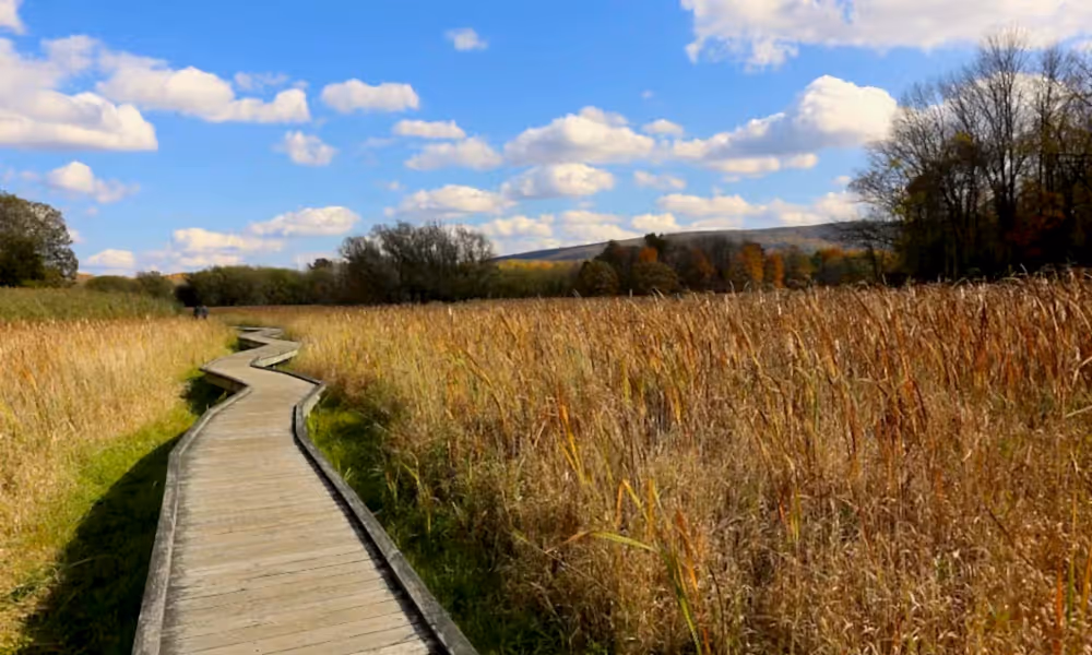 Appalachian Trail in fall