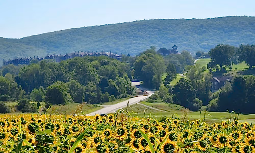 Sunflower Field at Entrance to Grand Cascades Lodge
