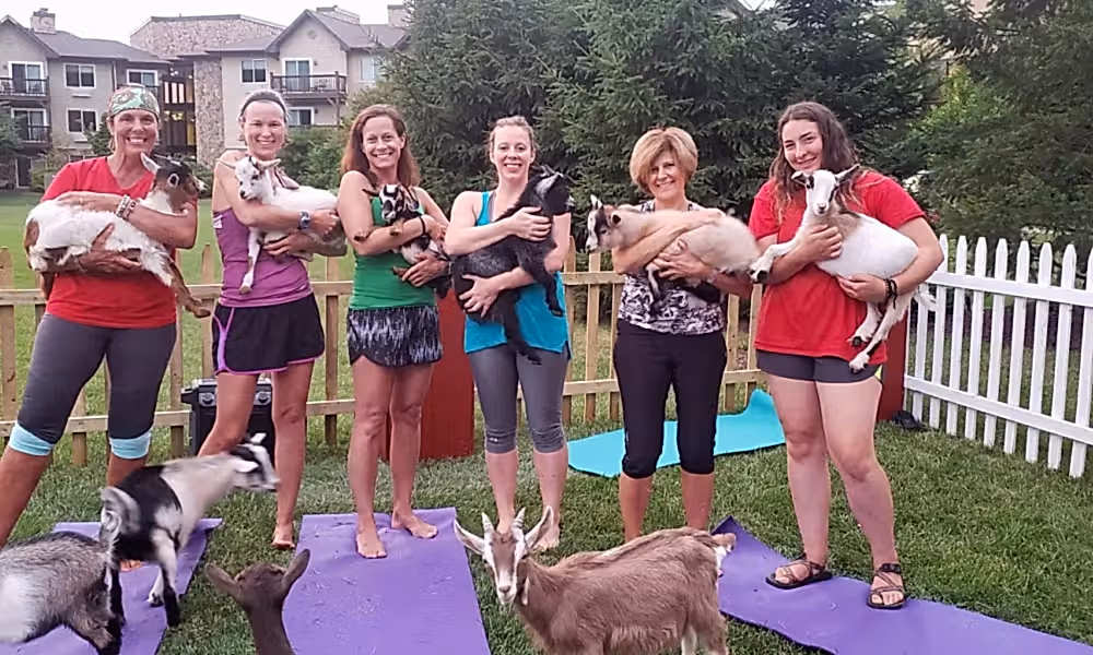 Group holding goats