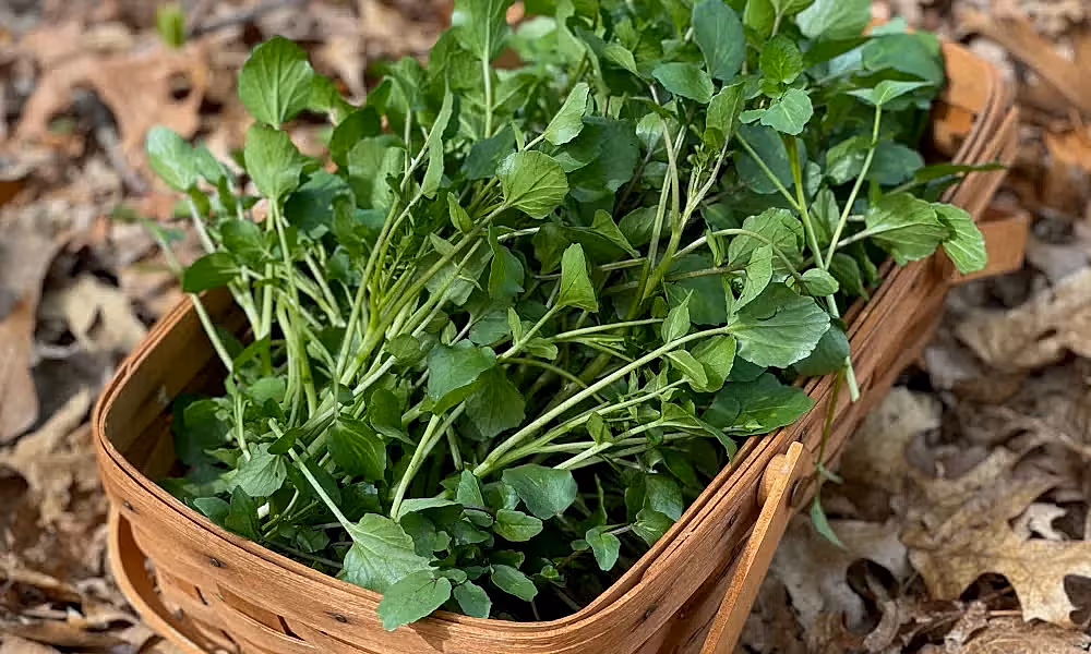 Watercress Spring fed