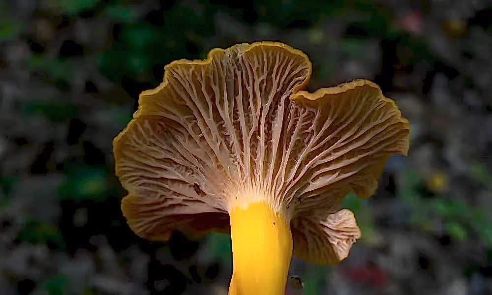 Yellowfoot Flame Colored Chanterelle