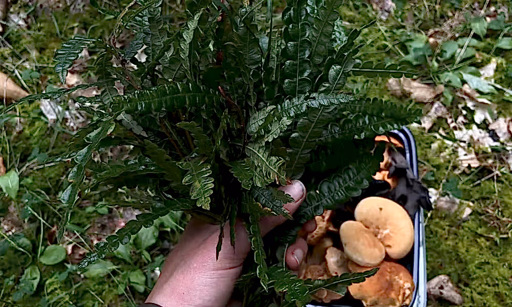 Sweet Fern