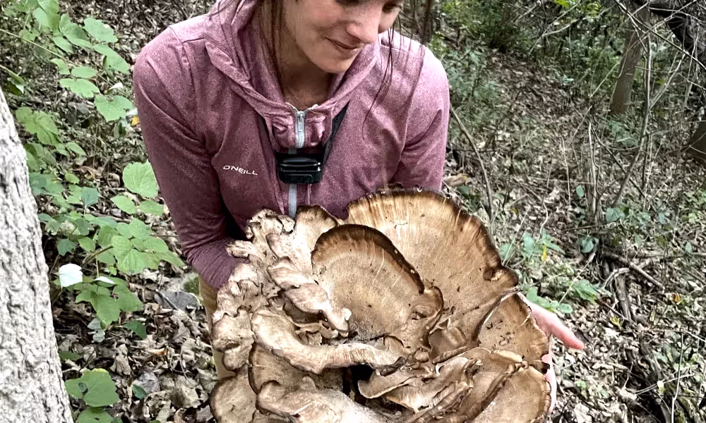 Black Staining Polypore