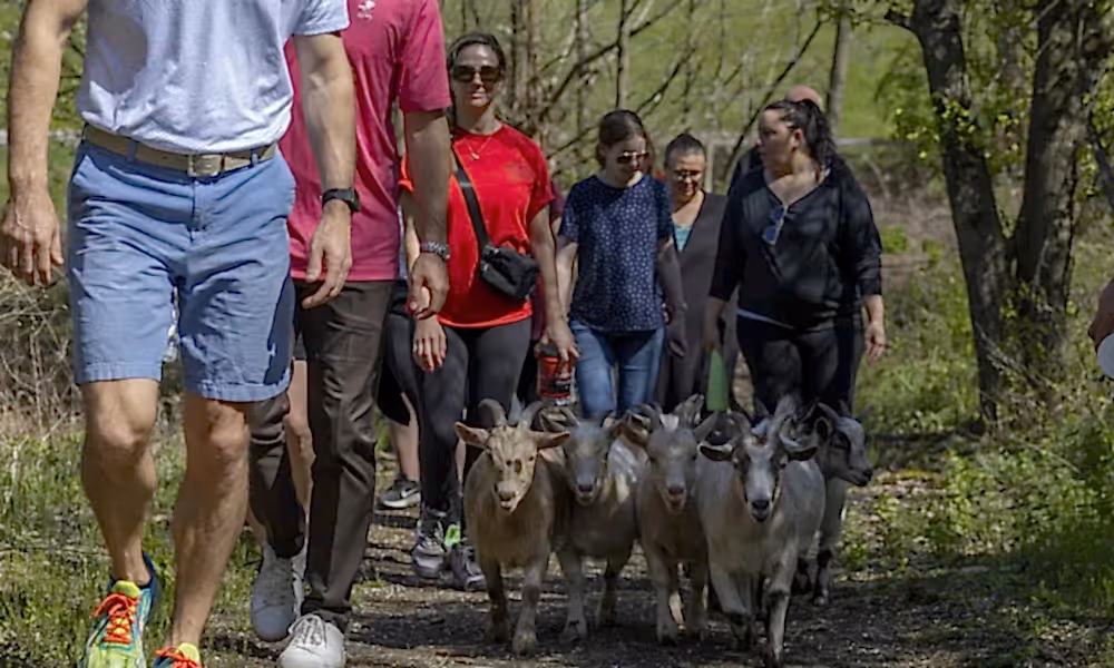 Goat hiking at Crystal Springs Resort