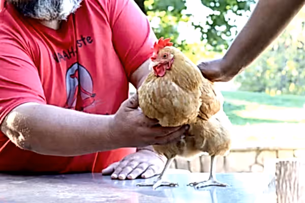 Chicken standing on table.