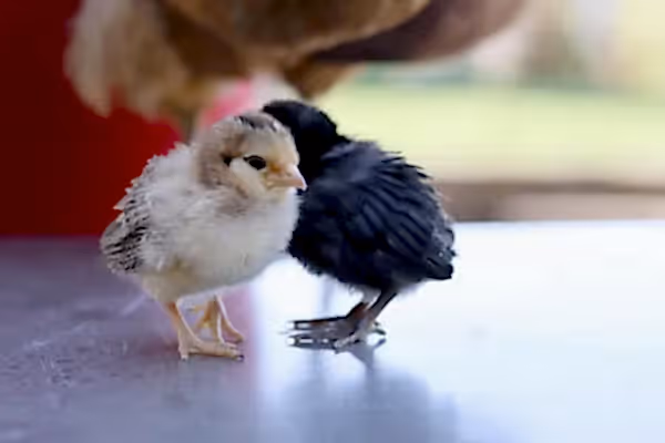 Baby chickens on table.