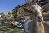 Goat Yoga at Crystal Springs Resort