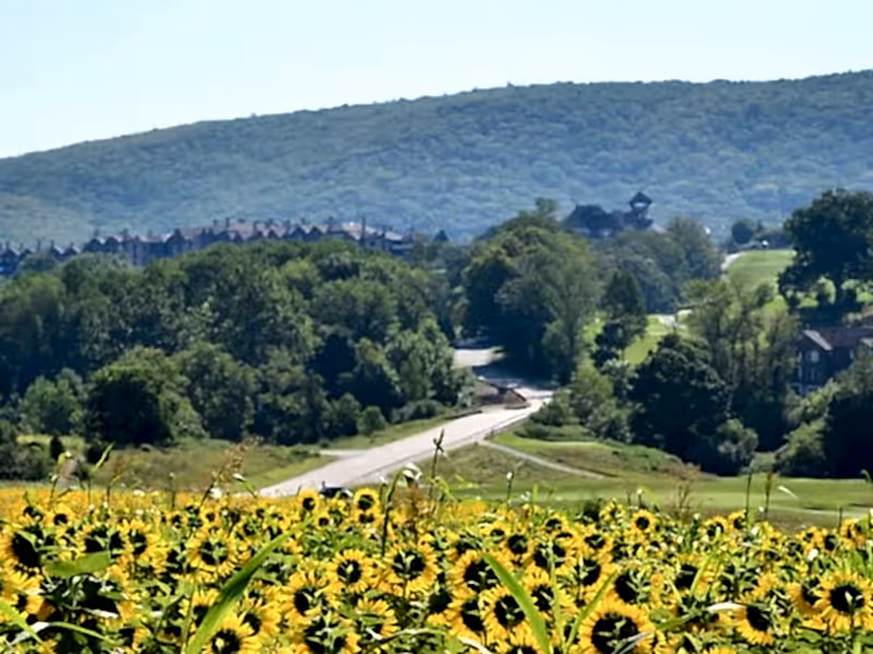 Sunflower Field at Entrance to Grand Cascades Lodge