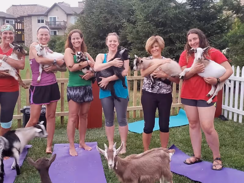 Group holding goats