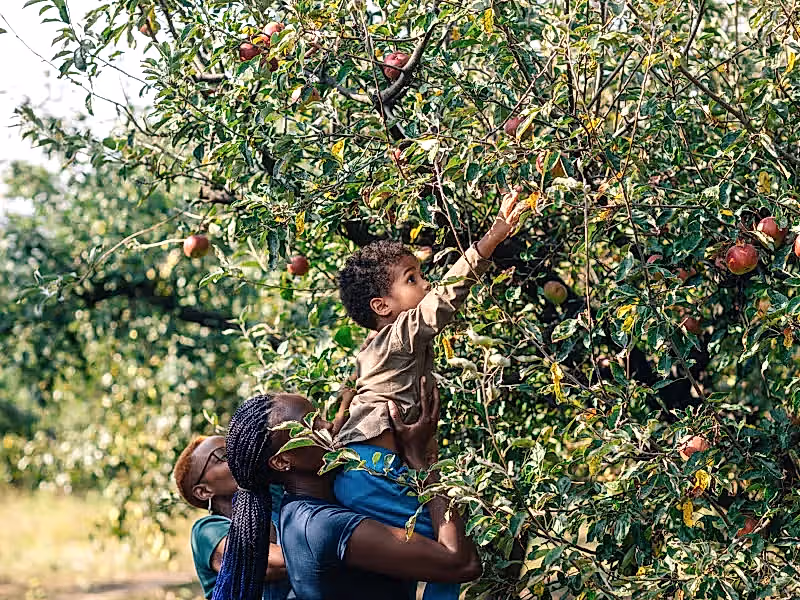 Mom lifting young son up to pick an apple